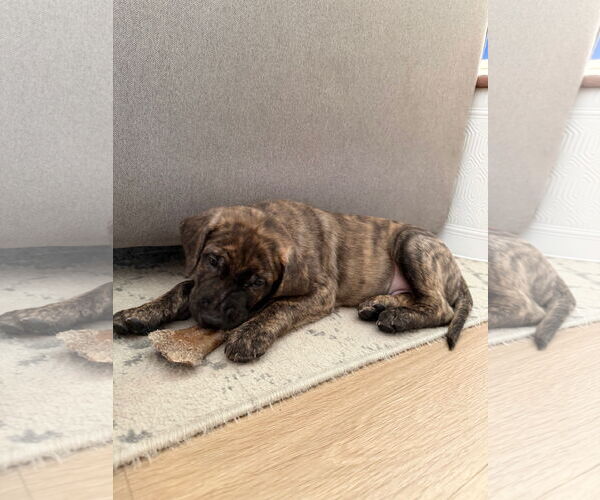 Medium Photo #3 Labrador Retriever-Unknown Mix Puppy For Sale in Plainfield, IL, USA