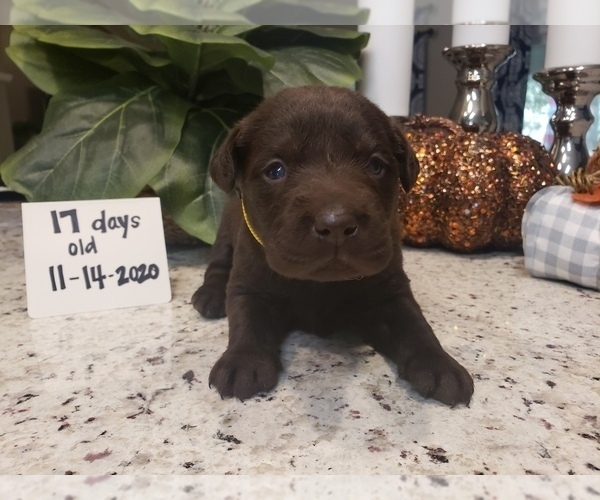 Medium Photo #8 Labrador Retriever Puppy For Sale in KATHLEEN, GA, USA