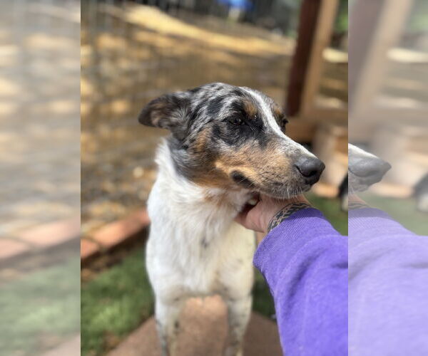 Medium Photo #4 Australian Shepherd-Unknown Mix Puppy For Sale in Milpitas, CA, USA