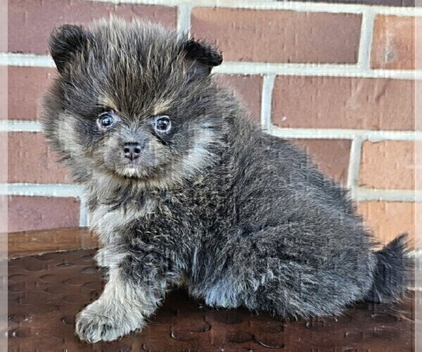 Medium Photo #9 Pomeranian Puppy For Sale in BOSTON, MA, USA