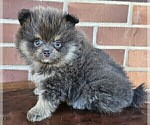 Small #8 Pomeranian