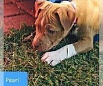 Small Photo #12 American Pit Bull Terrier Puppy For Sale in ABERDEEN, SD, USA