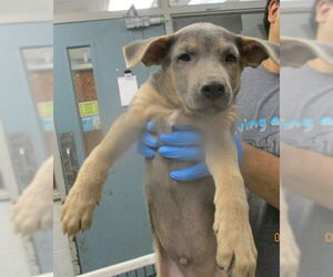 German Shepherd Dog-Unknown Mix Dogs for adoption in Oklahoma City, OK, USA