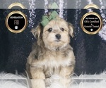 Small #6 Morkie