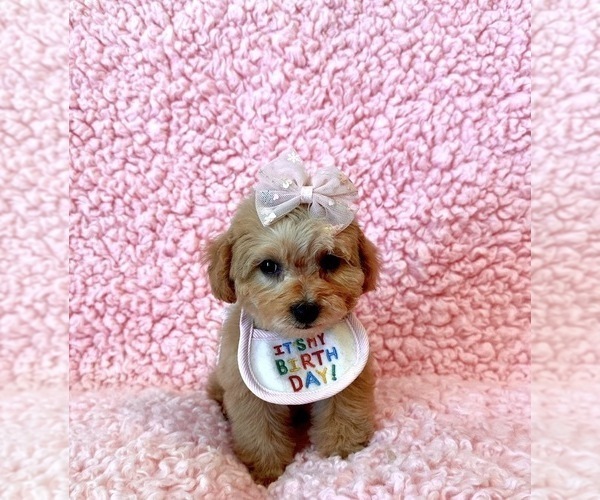 Medium Photo #3 Poodle (Toy) Puppy For Sale in REDLANDS, CA, USA