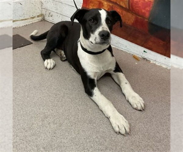 Medium Photo #1 Mutt Puppy For Sale in San Bernardino, CA, USA