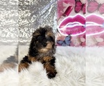 Solo - Male Bernedoodle (Miniature) (+ Poodle Miniature) Puppy for Sale - Photo #2