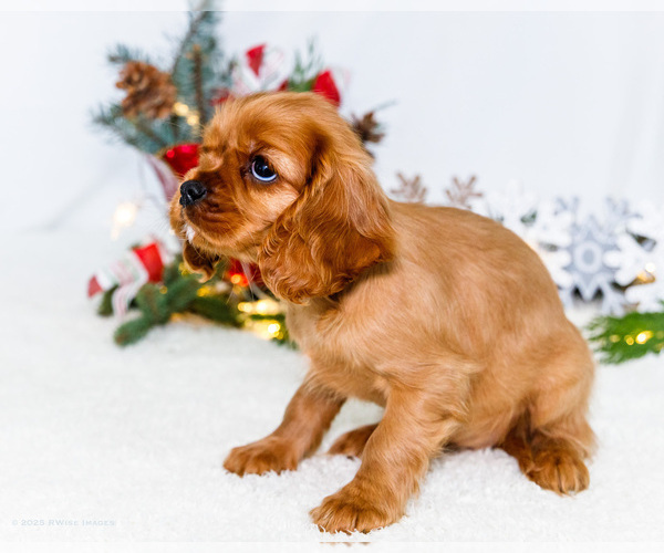 Medium Photo #63 Cavalier King Charles Spaniel Puppy For Sale in WAKARUSA, IN, USA
