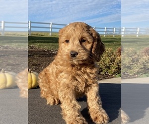 Cockapoo Puppy for sale in CANOGA, NY, USA