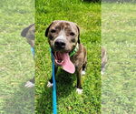 Small #19 American Pit Bull Terrier-Mountain Cur Mix