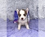 Small Photo #8 Siberian Husky Puppy For Sale in SANDY HOOK, KY, USA