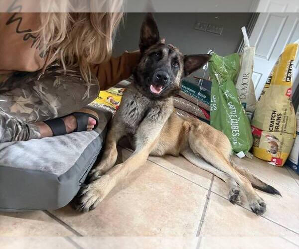 Medium Photo #7 Mutt Puppy For Sale in Imlay City, MI, USA