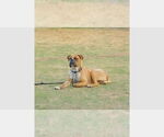 Small Boxer