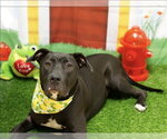 Small American Pit Bull Terrier Mix