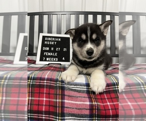 Siberian Husky Puppy for Sale in OKAWVILLE, Illinois USA