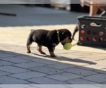 Small Photo #6 Rottweiler Puppy For Sale in DESERT HILLS, AZ, USA
