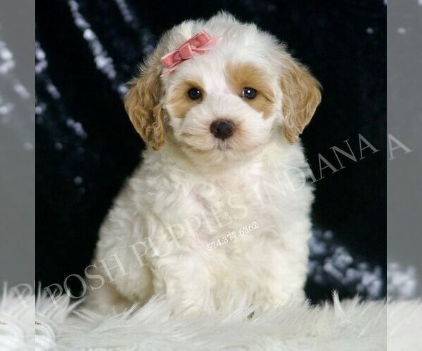 Medium Photo #6 Goldendoodle (Miniature) Puppy For Sale in WARSAW, IN, USA