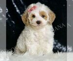 Small Photo #78 Goldendoodle (Miniature) Puppy For Sale in WARSAW, IN, USA