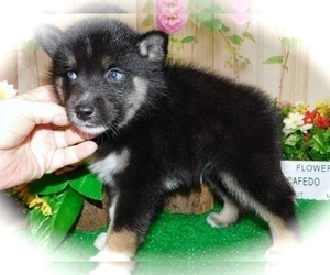Pomsky Puppy for sale in HAMMOND, IN, USA