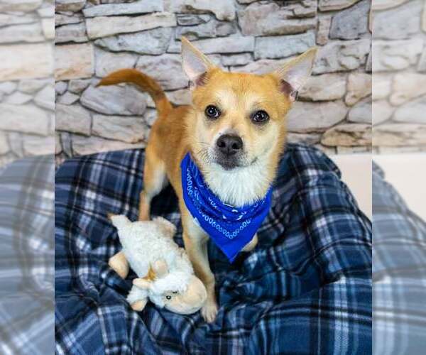 Medium Photo #3 Mutt Puppy For Sale in Kennesaw, GA, USA