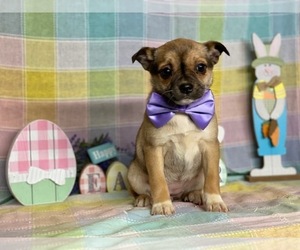Beagle-Pom-A-Pug Mix Puppy for sale in LANCASTER, PA, USA