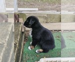 Small Photo #13 Australian Shepherd Puppy For Sale in NELSON, VA, USA