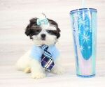 Small Photo #4 Shih Tzu Puppy For Sale in LAS VEGAS, NV, USA