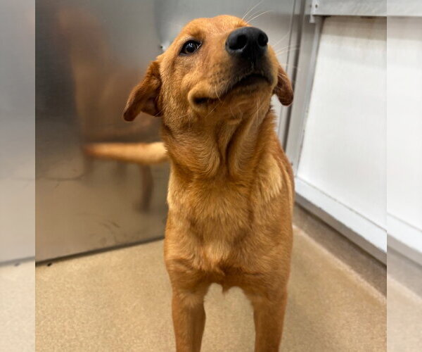 Medium Photo #3 Labrador Retriever-Retriever  Mix Puppy For Sale in Rockaway, NJ, USA