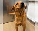 Small #2 Labrador Retriever-Retriever  Mix