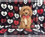 Small #1 Cavapoo
