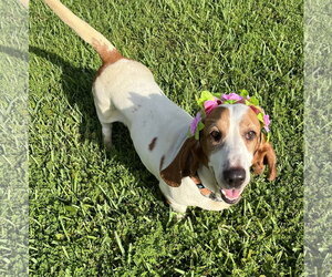 Basset Hound Dogs for adoption in Valrico, FL, USA