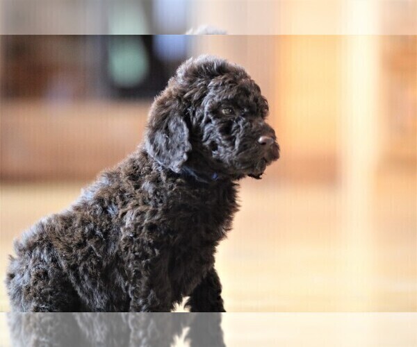 Medium Photo #4 Poodle (Standard) Puppy For Sale in STANLEY, VA, USA