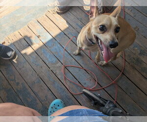Chihuahua Dogs for adoption in Orange Grove, TX, USA