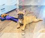 Puppy Fiona French Bulldog