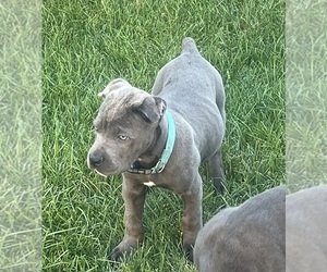 Cane Corso Puppy for Sale in JOLIET, Illinois USA