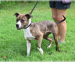 Small #4 American Pit Bull Terrier Mix