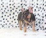 Small Photo #1 French Bulldog Puppy For Sale in PALM BEACH, FL, USA