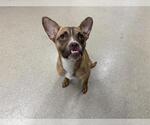 Small Chihuahua Mix
