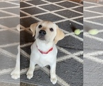 Small Photo #4 Labrador Retriever Puppy For Sale in MINOCQUA, WI, USA