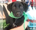 Small #1 Labrador Retriever Mix