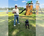 Small #5 American Pit Bull Terrier-Chinese Shar-Pei Mix
