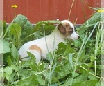 Small Photo #1 Jack Russell Terrier Puppy For Sale in FRYTOWN, IA, USA
