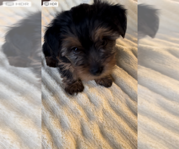 Medium Photo #3 Yorkshire Terrier Puppy For Sale in BROOKFIELD, IL, USA