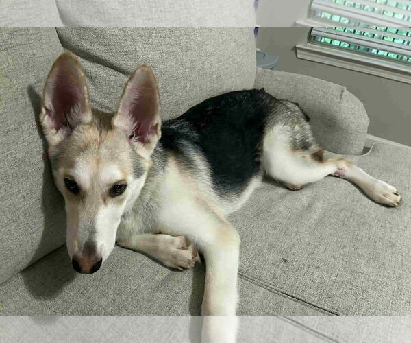 Medium Photo #5 Gerberian Shepsky Puppy For Sale in Holly Springs, NC, USA