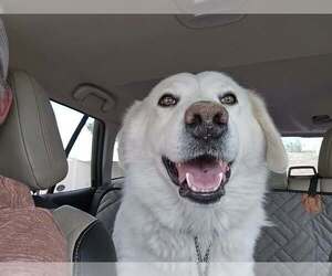 Great Pyrenees Dogs for adoption in Missoula, MT, USA