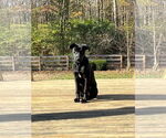 Small #11 Labrador Retriever Mix