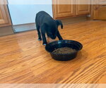Small #1 Dachshund Mix