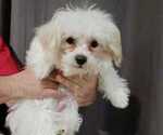 Small Photo #4 Maltese Puppy For Sale in MOORESVILLE, NC, USA