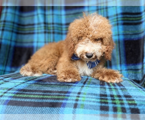 Medium Photo #7 Cockapoo (Miniature) Puppy For Sale in LAKELAND, FL, USA
