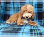 Small #6 Cockapoo (Miniature)